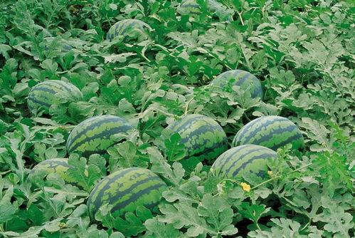 718娱乐吃瓜入口,一场吃瓜盛宴背后的真相与内幕 第1张 718娱乐吃瓜入口,一场吃瓜盛宴背后的真相与内幕 第1张